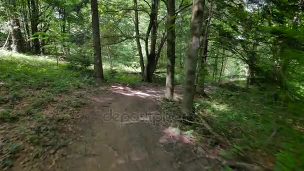 Flycam-Aufnahme des Weges im Wald. — Stockvideo