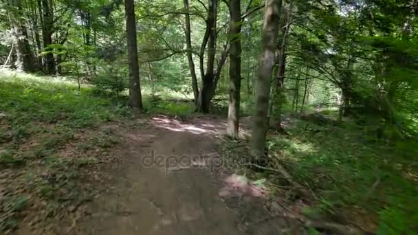 Flycam prise de vue du chemin dans les bois .