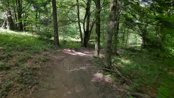 Flycam skott av sökvägen i skogen. — Stockvideo