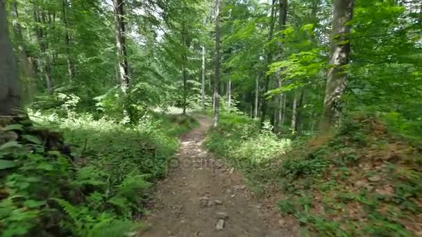 Flycam shot of the path in the woods. — Stock Video