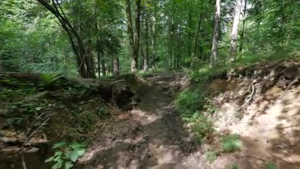 Flycam skott av sökvägen i skogen. — Stockvideo