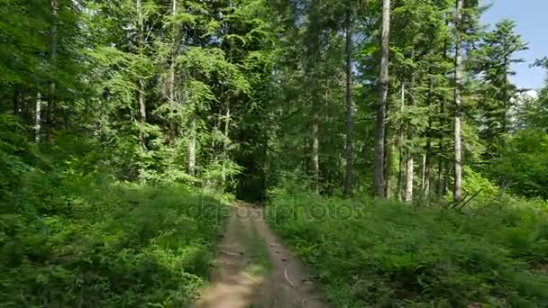 Caminar por el bosque en Polonia . — Vídeo de stock