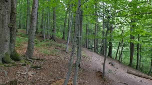 Naturaleza de Polonia . — Vídeo de stock