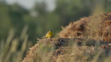 Avrupa'nın yaban hayatı.