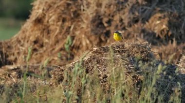 Avrupa'nın yaban hayatı.