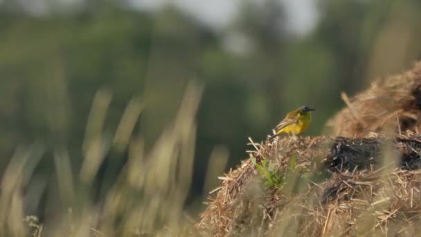 Vida silvestre de Europa . — Vídeos de Stock