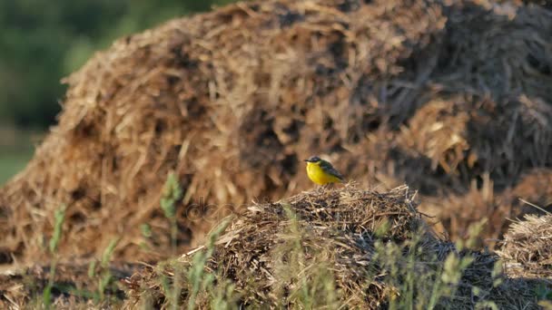 Natuur van Europa. — Stockvideo