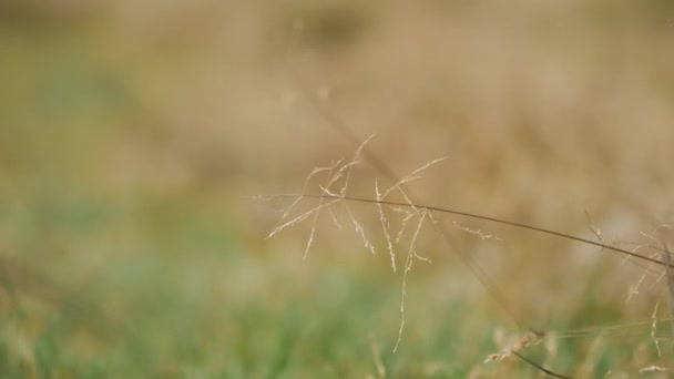 Landelijke landschap van Polen. — Stockvideo