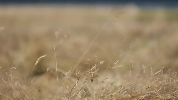 Paisaje rural de Polonia . — Vídeo de stock