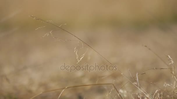 Paesaggio rurale della Polonia . — Video Stock