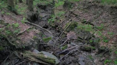 Polonya 'nın doğası.