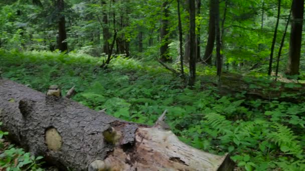 Naturaleza de Polonia . — Vídeo de stock