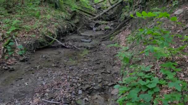 Naturaleza de Polonia . — Vídeo de stock