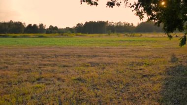 Polonya / Tarih - 082777201. Kırsal bahar manzara. Taze yeşil çayır çimen çiçekler, otlar ile.