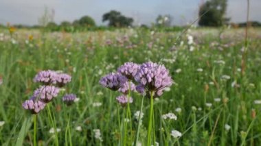 Kırsal ilkbahar manzarası. 