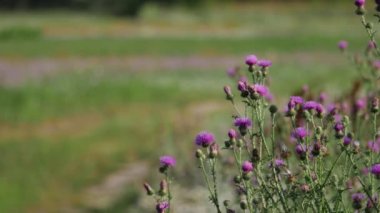 Fauna ve flora Avrupa'nın.