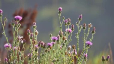 Fauna ve flora Avrupa'nın.