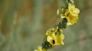 Avrupa'nın yaban hayatı.