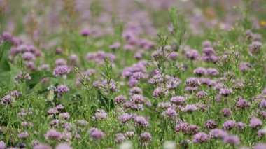 Kırsal ilkbahar manzarası. 