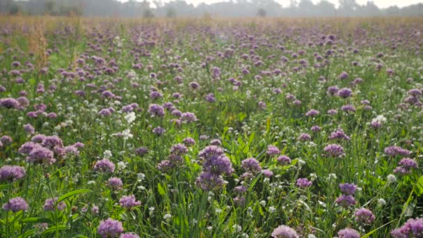 Paesaggio rurale di primavera. — Video Stock