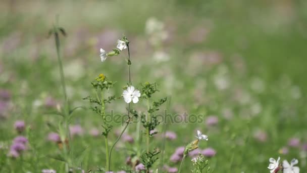 Paisaje rural de primavera. — Vídeos de Stock