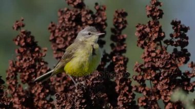 Avrupa'nın yaban hayatı.