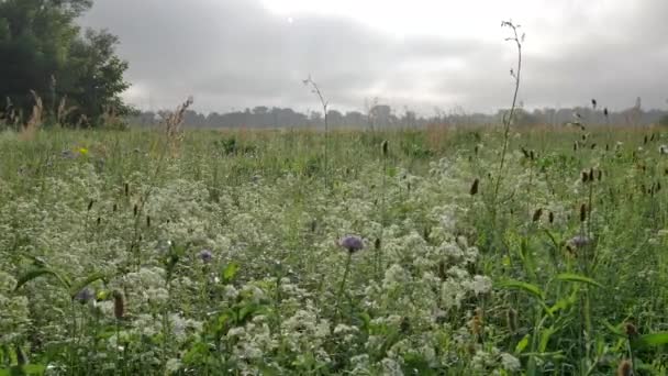 Ländliche Frühlingslandschaft. — Stockvideo