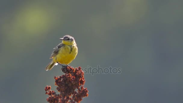 Wildlife in Europe. — Stock Video