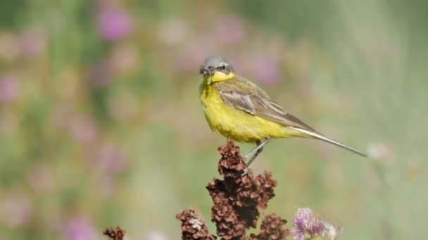 Wilde dieren in Europa. — Stockvideo