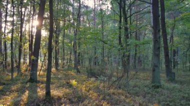 Fauna ve flora Avrupa'nın.