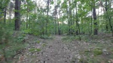 Fauna ve flora Avrupa'nın.