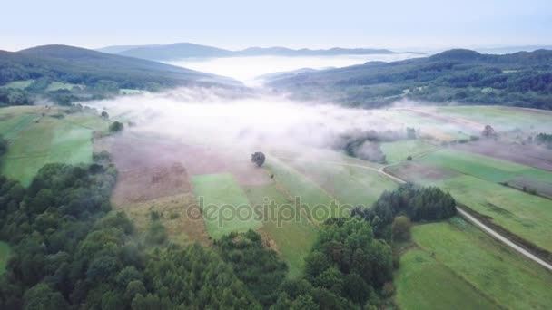 Colpo aereo di bosco, verdi colline e prati . — Video Stock