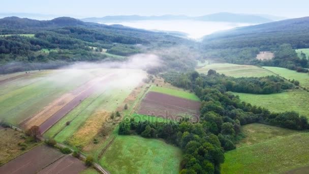 Luchtfoto van bossen, groene heuvels en weiden. — Stockvideo