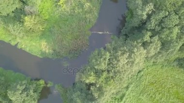 Yeşil çayır üzerinde küçük, düzgün vücutlu Nehri'nin hava atış.