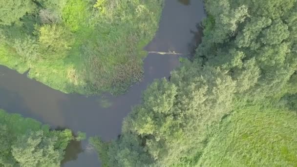 Воздушный кадр маленькой, изогнутой реки на зеленом лугу . — стоковое видео