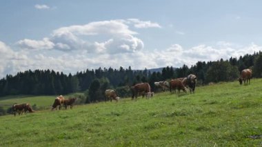 Polonya kırsal manzara - inek, yeşil tepeler, çayırlar, mavi gökyüzü.
