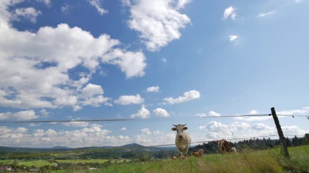 Paisagem rural polonesa - vacas, colinas verdes, prados, céu azul . — Vídeo de Stock