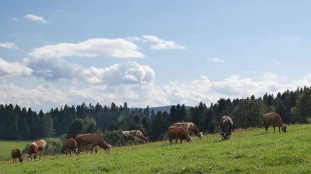 Paysage rural polonais - vaches, collines verdoyantes, prairies, ciel bleu .