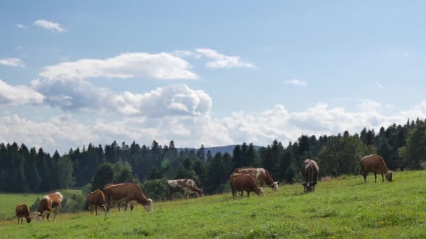 Польська сільських ландшафтів - корів, зеленими пагорбами, луки, Синє небо. — стокове відео