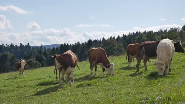 Polska landsbygdens landskap - kor, gröna kullar, ängar, blå himmel. — Stockvideo