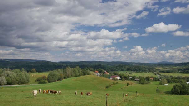 Krajobraz wsi polskiej - krowy, zielone wzgórza, łąki, Błękitne niebo. — Wideo stockowe