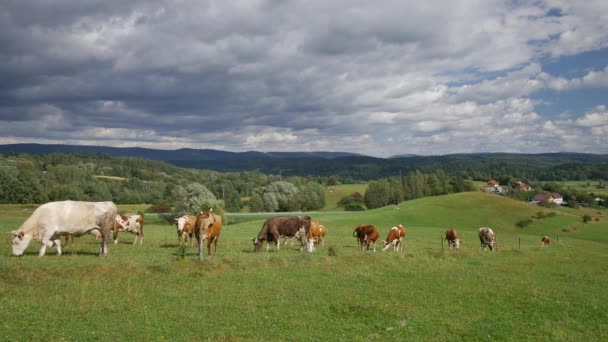 Polska landsbygdens landskap - kor, gröna kullar, ängar, blå himmel. — Stockvideo