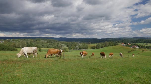 Polonya kırsal manzara - inek, yeşil tepeler, çayırlar, mavi gökyüzü. — Stok video
