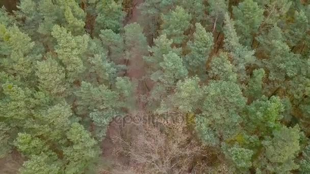 Повітряний знімок лісу в осінніх кольорах . — стокове відео