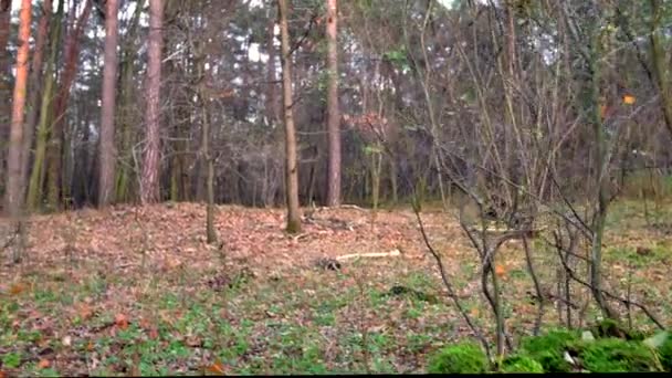 Flycam Tourné Sur Route Paysage Rural Européen — Video