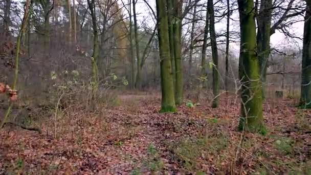 Flycam Tourné Sur Route Paysage Rural Européen — Video