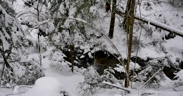 雪に覆われた美しい古い森 — ストック動画