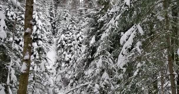 Belle forêt ancienne couverte de neige .