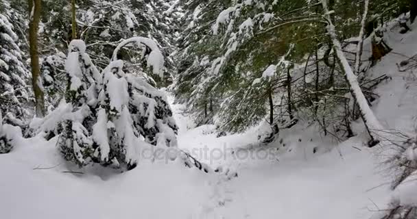 Punto Vista Plano Paseo Por Camino Rural Cubierto Nieve — Vídeo de stock