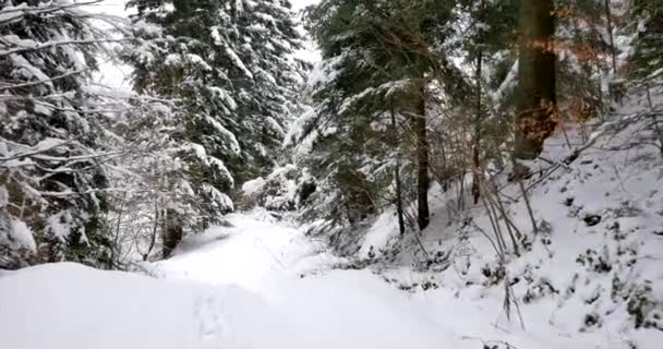 雪に覆われた田舎道に乗っての視点ショット — ストック動画